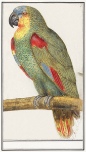 Parrot in vintage style