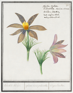 Pasque flower in vintage style