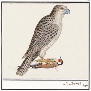 Gyrfalcon in vintage style