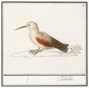 Wallcreeper in vintage style