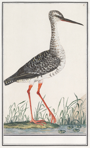 Redshank in vintage style