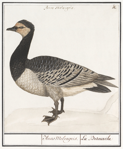Domestic goose in vintage style