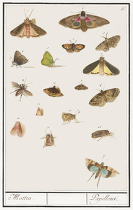 Butterflies and moths set