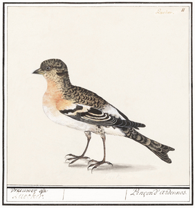 Brambling in vintage style