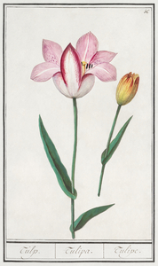Tulip in vintage style