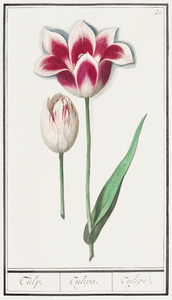 Tulip in vintage style