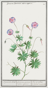 Geranium in vintage style