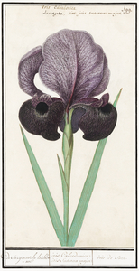 Mourning iris in vintage style