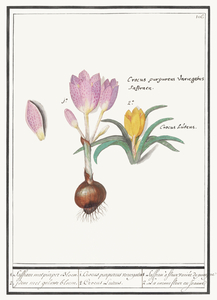 Nature ensemble in vintage style