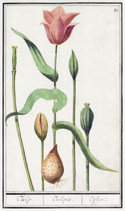 Tulip in vintage style