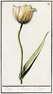 Tulip in vintage style