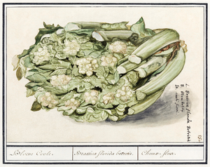 Cauliflower in vintage style
