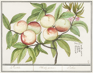 Tulip in vintage style