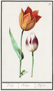 Tulip in vintage style