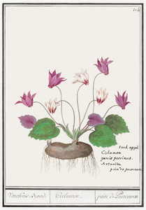 Cyclamen in vintage style