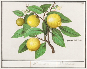 Lemon in vintage style