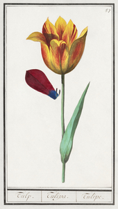 Tulip in vintage style