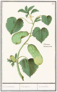 Cucumber in vintage style