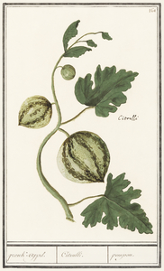 Watermelon in vintage style