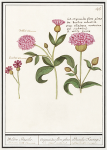 Orange daylily in vintage style