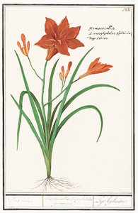 Orange daylily in vintage style