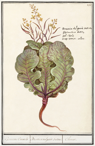 Cabbage in vintage style