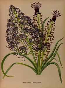 Album van Eeden : Haarlems flora : 1872-1881