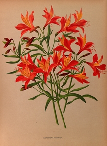 Album van Eeden : Haarlems flora : 1872-1881