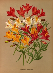 Album van Eeden : Haarlems flora : 1872-1881