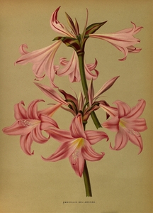 Album van Eeden : Haarlems flora : 1872-1881