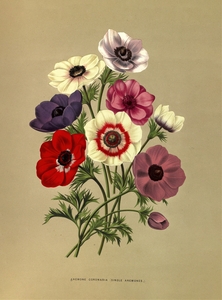 Album van Eeden : Haarlems flora : 1872-1881
