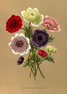 Album van Eeden : Haarlems flora : 1872-1881