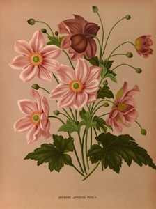 Album van Eeden : Haarlems flora : 1872-1881