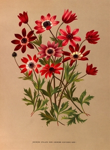 Album van Eeden : Haarlems flora : 1872-1881