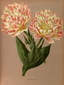 Album van Eeden : Haarlems flora : 1872-1881