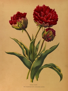 Album van Eeden : Haarlems flora : 1872-1881