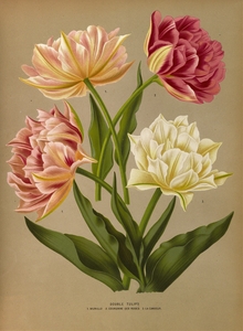Album van Eeden : Haarlems flora : 1872-1881