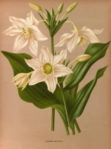 Album van Eeden : Haarlems flora : 1872-1881