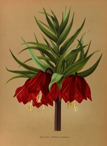 Album van Eeden : Haarlems flora : 1872-1881