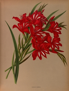 Album van Eeden : Haarlems flora : 1872-1881