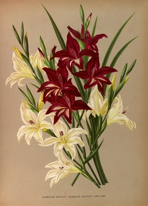 Album van Eeden : Haarlems flora : 1872-1881
