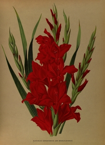 Album van Eeden : Haarlems flora : 1872-1881
