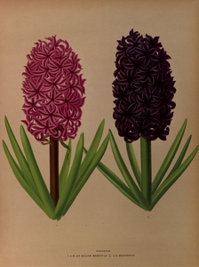 Album van Eeden : Haarlems flora : 1872-1881