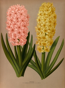 Album van Eeden : Haarlems flora : 1872-1881