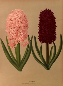 Album van Eeden : Haarlems flora : 1872-1881