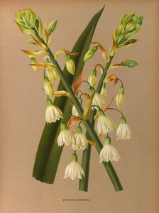 Album van Eeden : Haarlems flora : 1872-1881