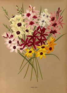 Album van Eeden : Haarlems flora : 1872-1881