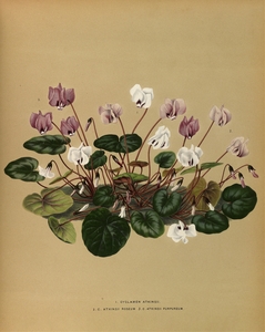 Album van Eeden : Haarlems flora : 1872-1881