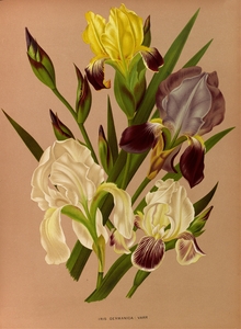 Album van Eeden : Haarlems flora : 1872-1881