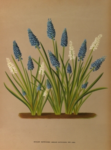 Album van Eeden : Haarlems flora : 1872-1881